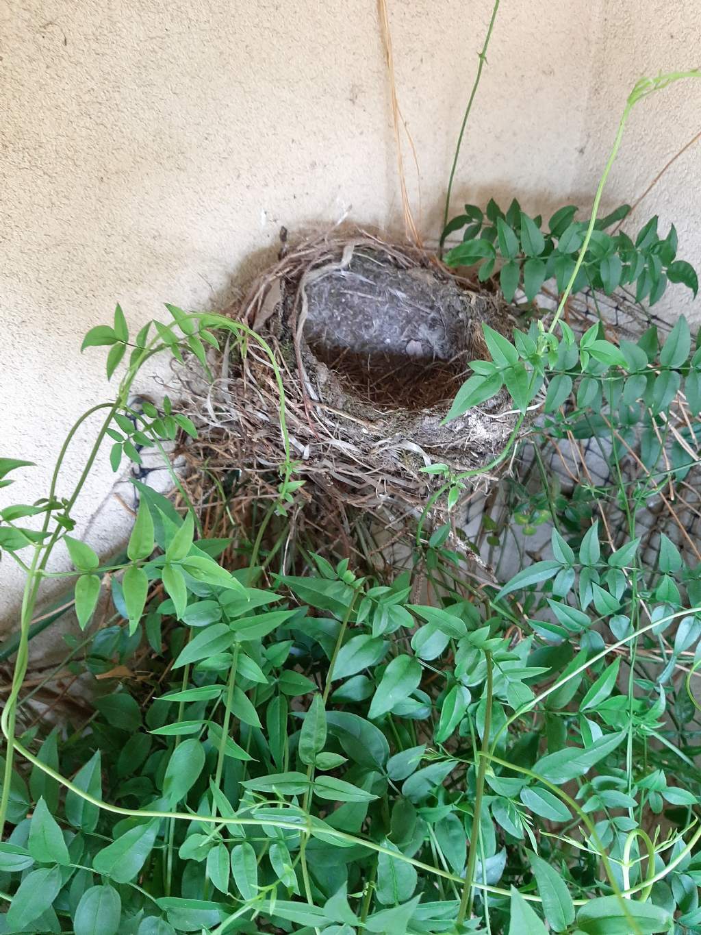 Disinfestare il nido?